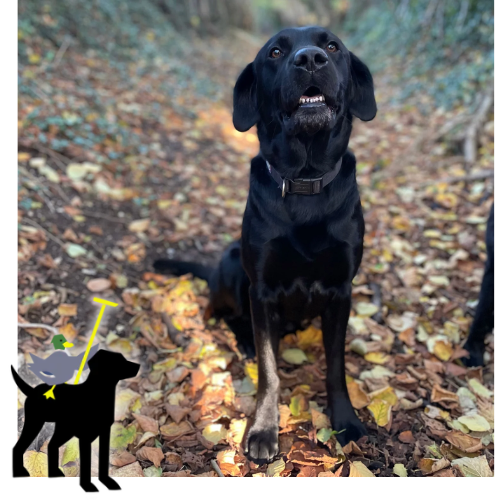 The Best Dog Walking Coat for Autumn in the UK